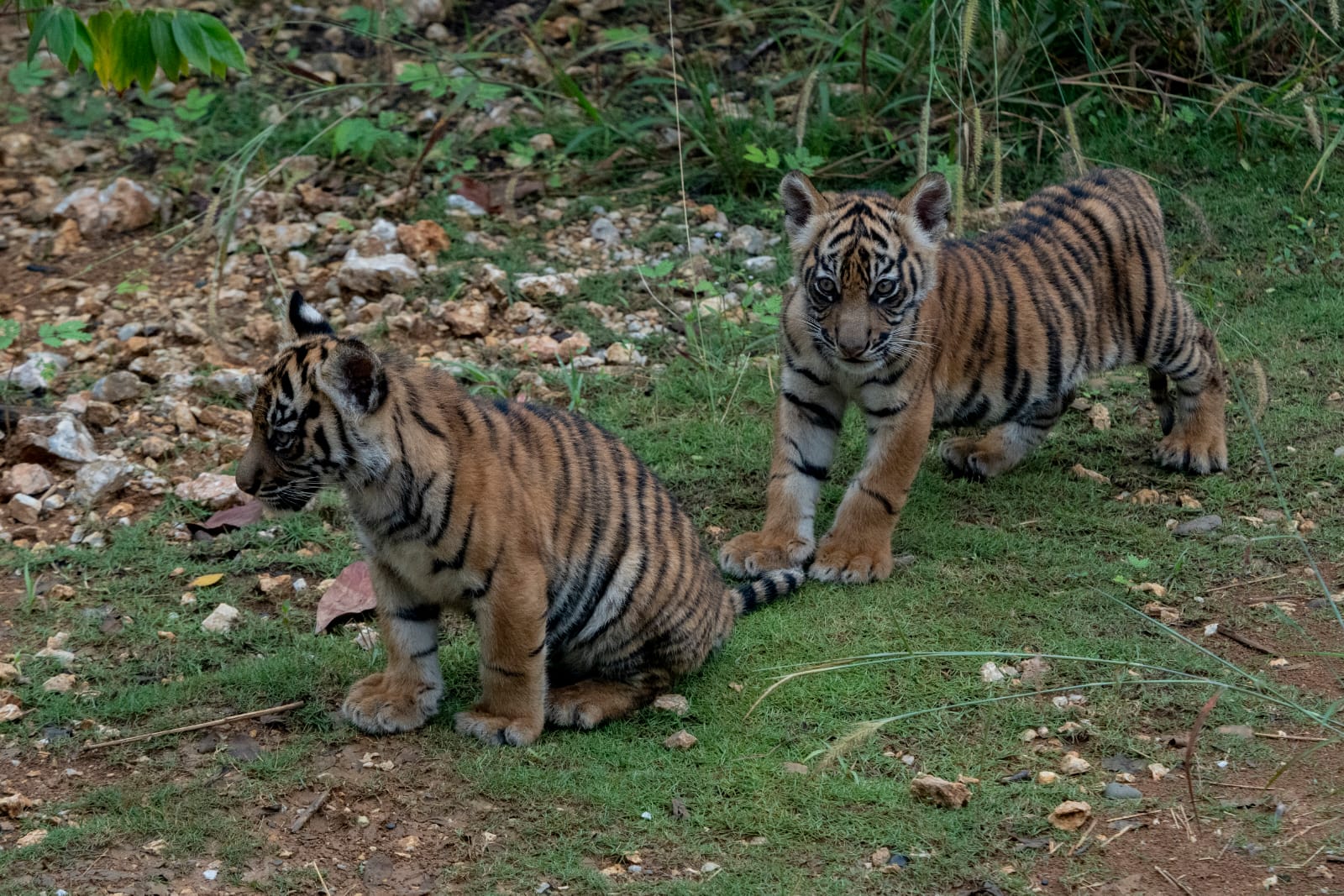 Sumatra Tiger at Home