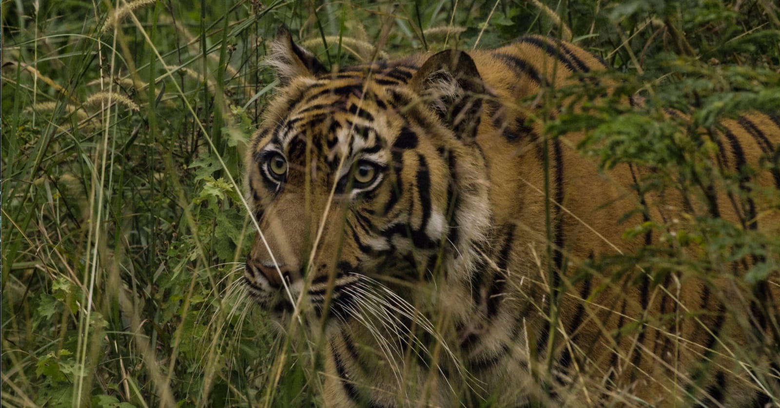 Sumatra Tiger at Home