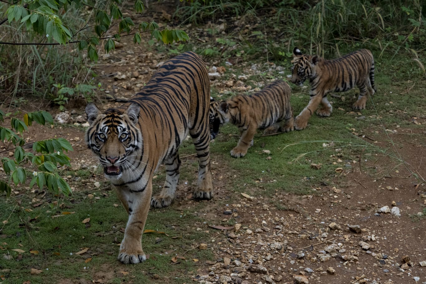Sumatra Tiger at Home