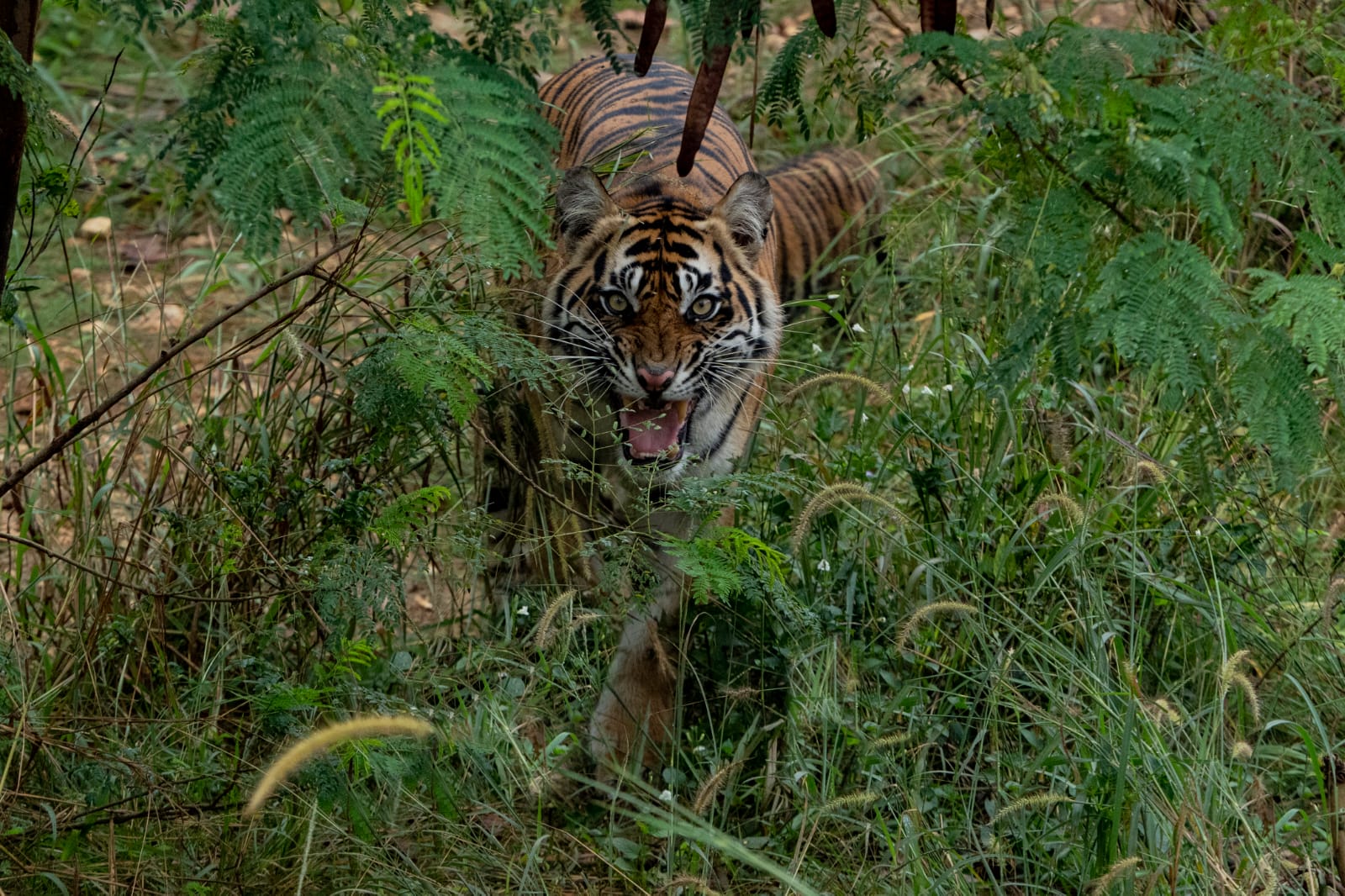 Sumatra Tiger at Home